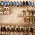 La Collezione Luigioni 